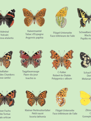 action papillon différents types