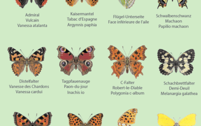 Action Papillon – Participez vous aussi!