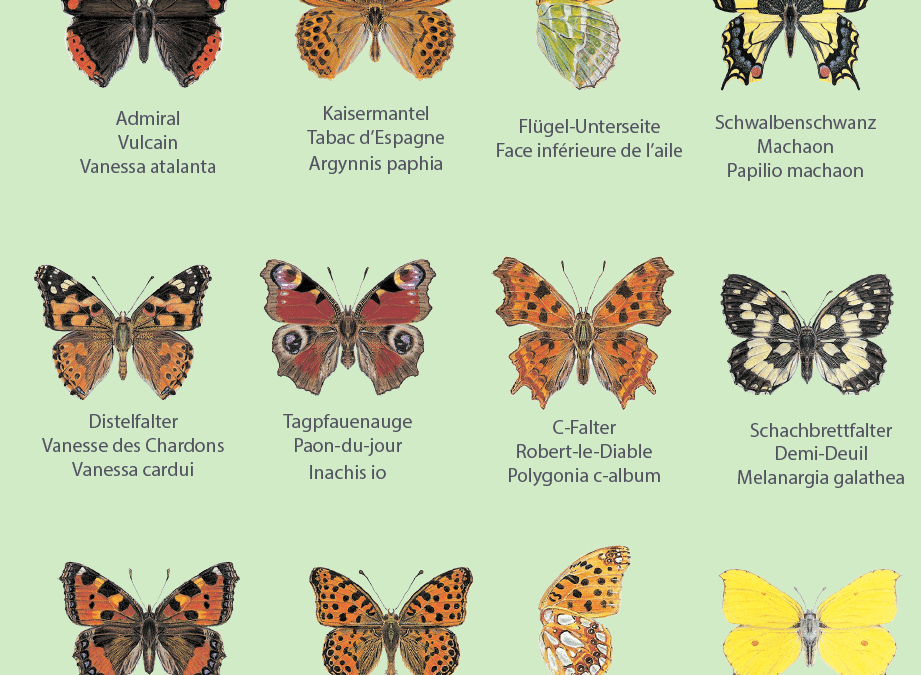 Action Papillon – Participez vous aussi!
