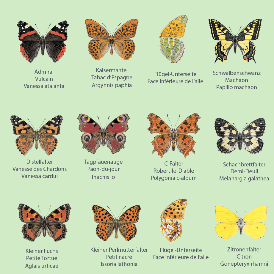 action papillon différents types